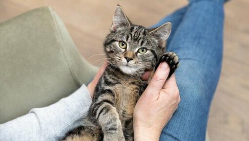 Cat scratch on outlet face treatment